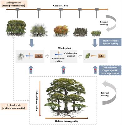 Does a whole plant conservation gradient exist within a subtropical broadleaved evergreen forest?